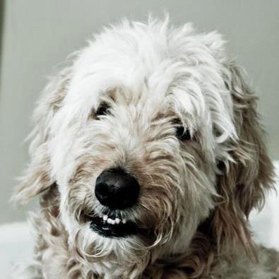 RockhillStrat's tweet photo. @shaneadams @akatrinas @Adweek Gordon is ready to audition. Works for @ThreeDogNews treats. #DogCEO http://t.co/2105b45crr