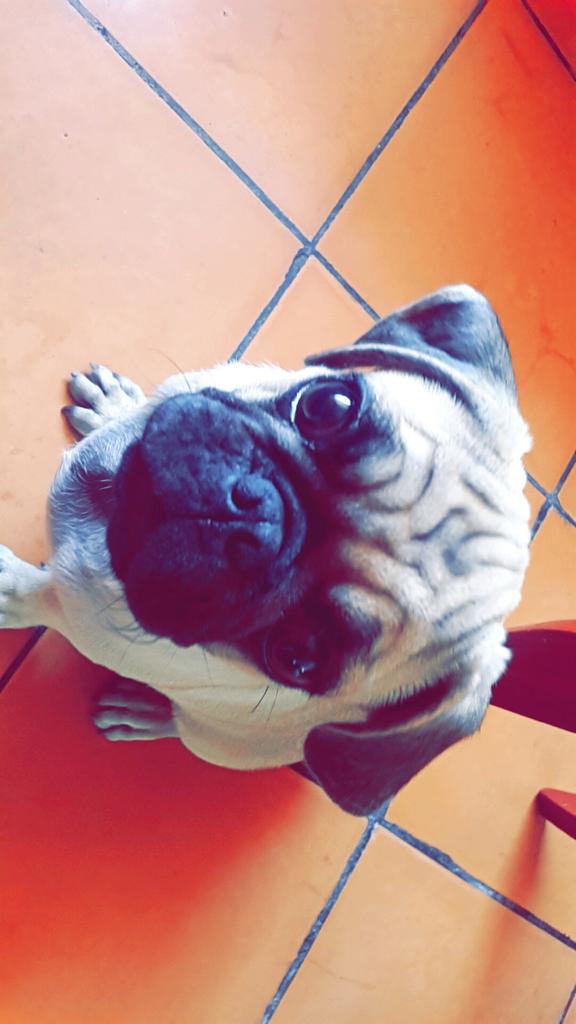 DiCalderonn's tweet photo. Disfrutando mi almuerzo en buena compañía #MiZeus 🐶💜 http://t.co/nrYvJPMGTD