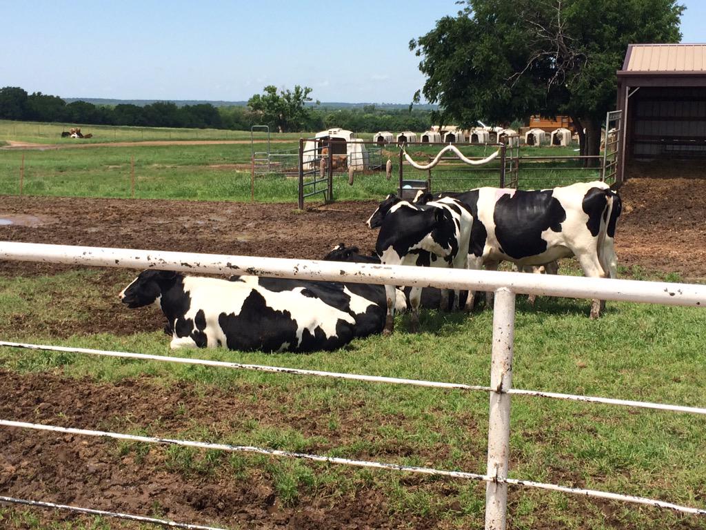 StephenJaggers's tweet photo. Kala Ade and myself meeting a couple of clients this afternoon at OState in Stillwater @GH2Architects @GH2Equine http://t.co/8N6XgfGRhO
