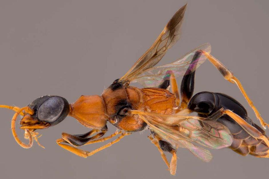 abcnews's tweet photo. Soul-sucking 'dementor' wasp among new discoveries in Greater Mekong Region http://t.co/xypxgDnb1s (Pic: Michael Ohl) http://t.co/LE0Zr37KHa