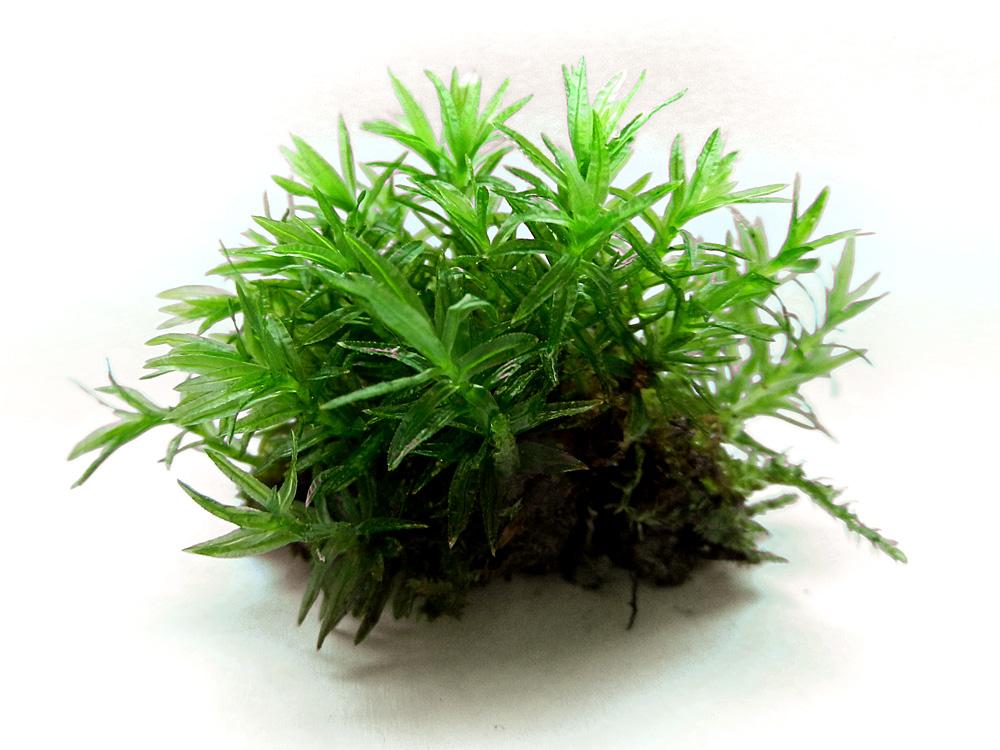 mossworld's tweet photo. Atrichum undulatum - Common Smoothcap, love the undulated leaves and teeth at margins! #MicroscopicImages @dziedava http://t.co/LdWRHweTI9