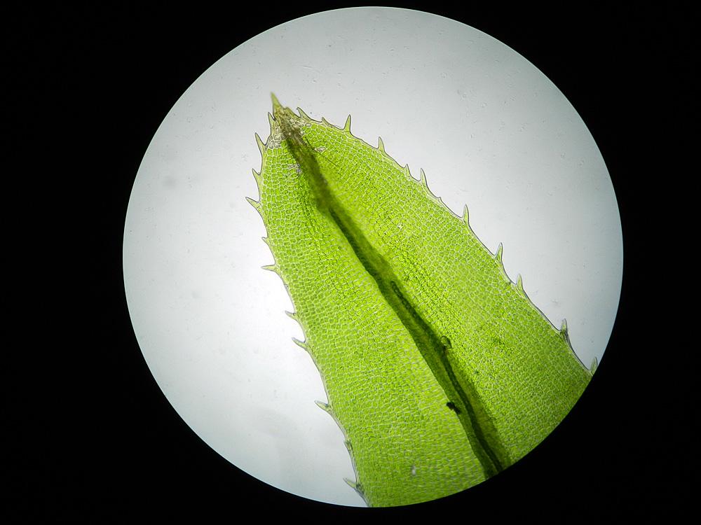 mossworld's tweet photo. Atrichum undulatum - Common Smoothcap, love the undulated leaves and teeth at margins! #MicroscopicImages @dziedava http://t.co/LdWRHweTI9