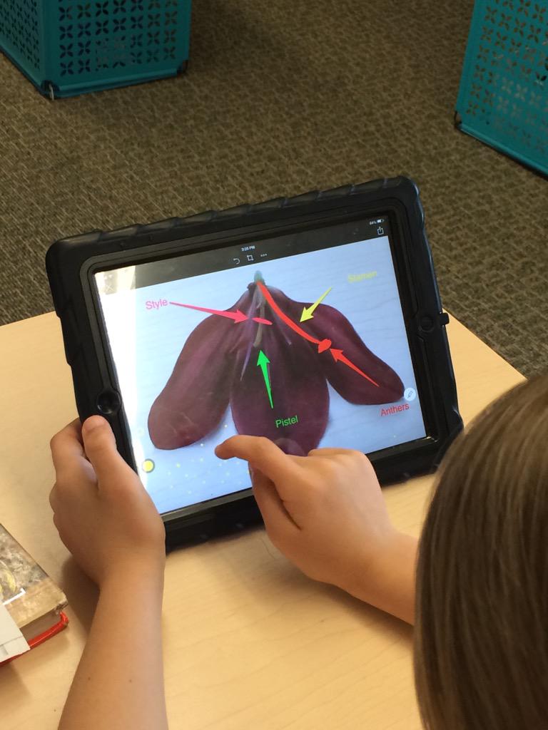 Mrs. Lucas' Owls tweet media