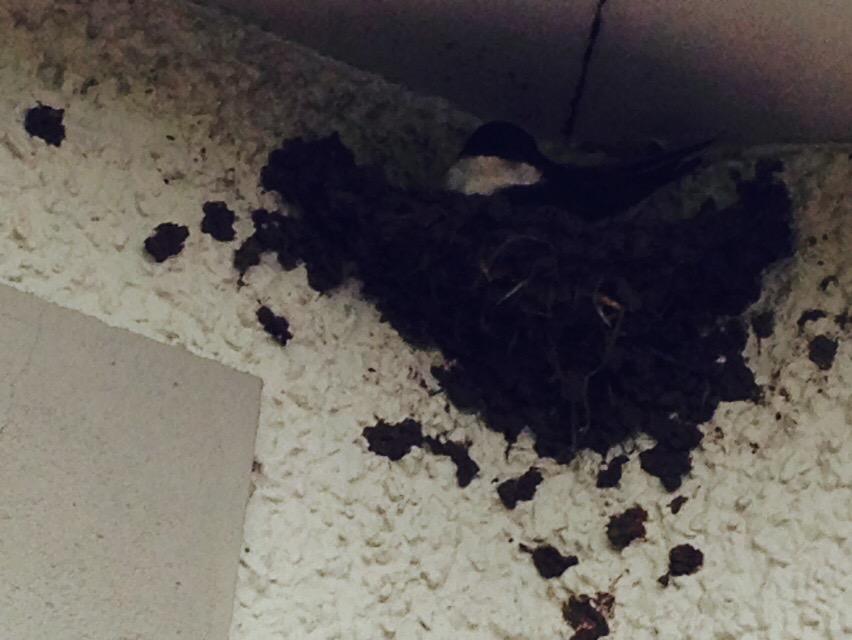 russtillhere's tweet photo. @BBCSpringwatch #islandmagee http://t.co/dHumpdIWR1