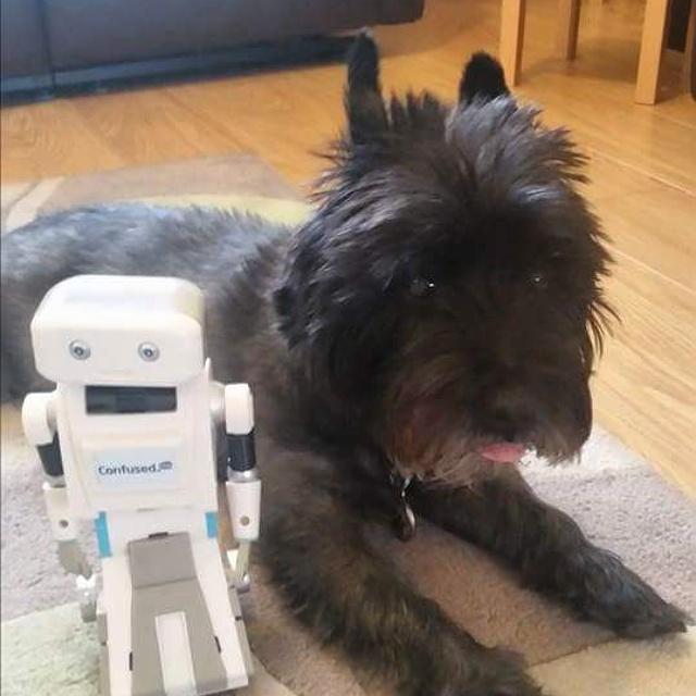 BevWilkinson1's tweet photo. Somebody looks pleased with his new friend #briantoy #confusedcom http://t.co/kdNnbB5IKS