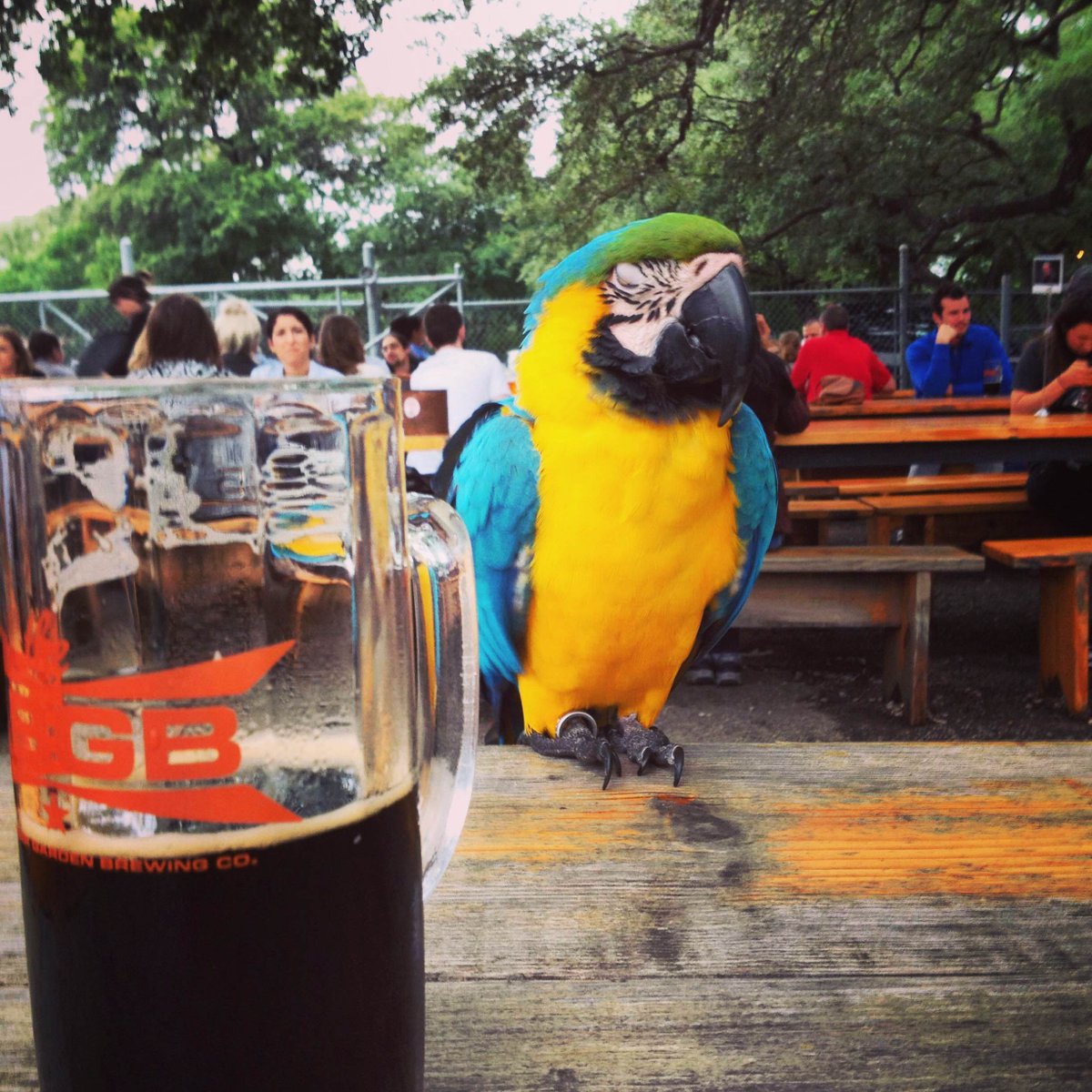 CeresVegeSoc's tweet photo. Boyd the Parrot rode all the way from Tennessee to Texas on a motorcycle to join in on the fun last week. @theabgb http://t.co/e7CuKZn3nA
