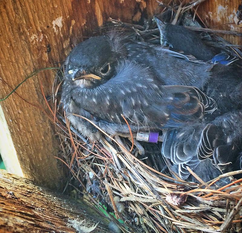 riponcollege's tweet image. Professor Khan shares passion for blue birds with students, community ripon.edu/2015/05/27/kah…