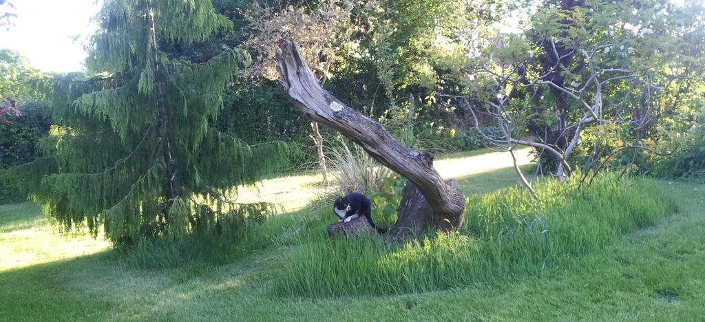 Littleashgarden's tweet photo. On patrol! Clyde now joins my evening sessions in the garden http://t.co/Sm3Lb0fjZ5