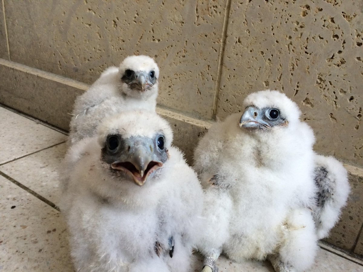 #CaptionThis: These Peregrine #Falcons were born on top of the US Bank building in La Crosse. #wkbtnews8