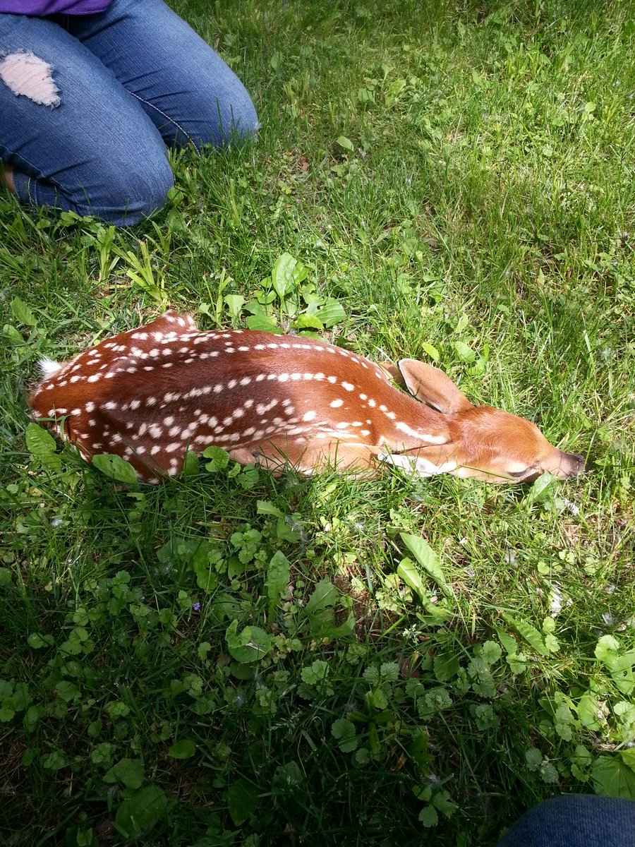 MParaResearch's tweet photo. Came across a fawn after work today http://t.co/OIPnCN0MOn