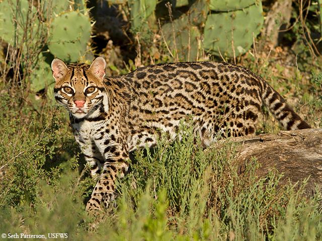 The Conservation Fund tweet media