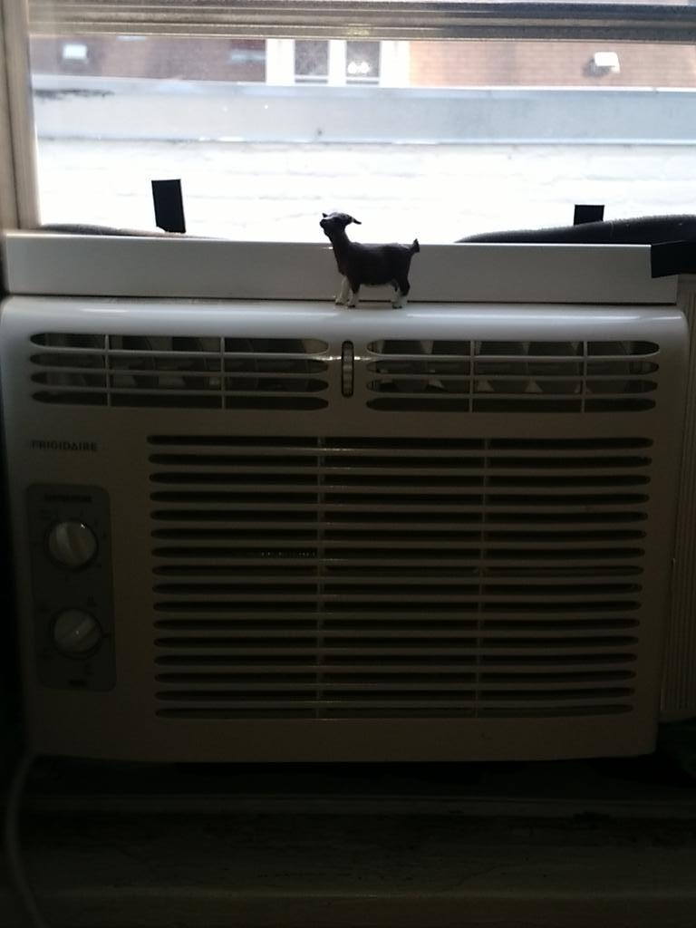 InsideGoat's tweet photo. Air conditioning is an inside goat's best friend http://t.co/oXaVNVJO5x
