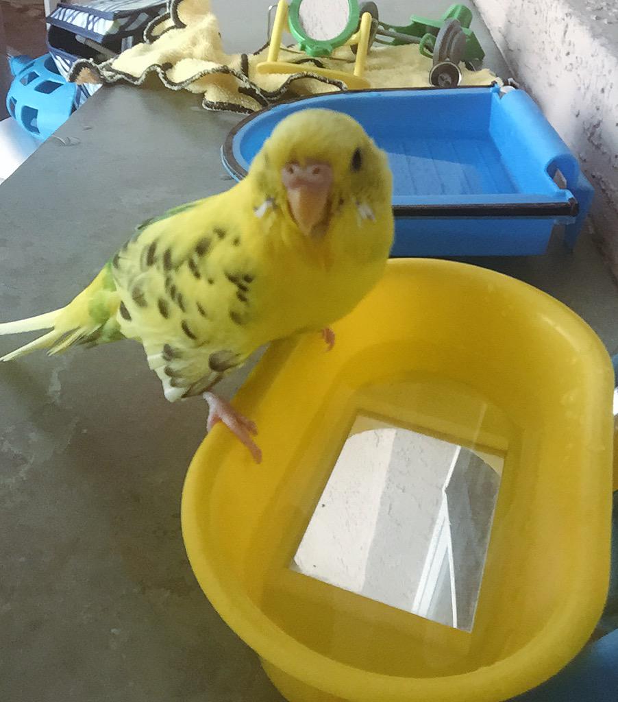parakeetchicken's tweet photo. Budgie #bathtime #heymom I love my mirrored bath 🐤 http://t.co/cfQRiy8DJg