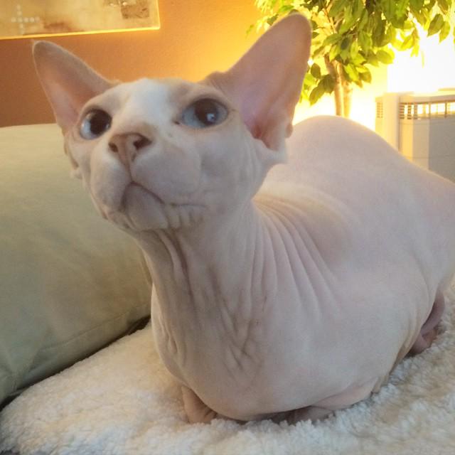 Hairless Cat Loaf Best Cat Wallpaper