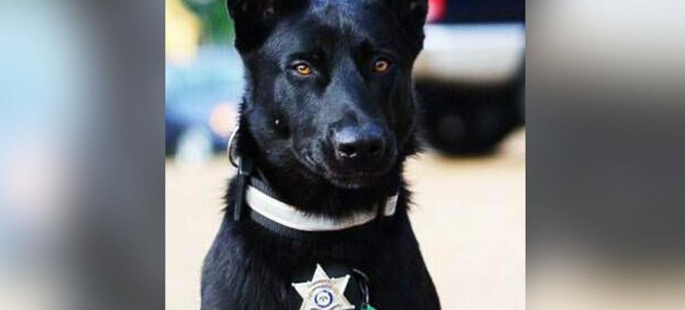 GMA's tweet photo. Deputy dragged from remote highway by 3 men -- until he remotely released his K9: http://t.co/wZHJGQT4aB http://t.co/g477fVeWBJ