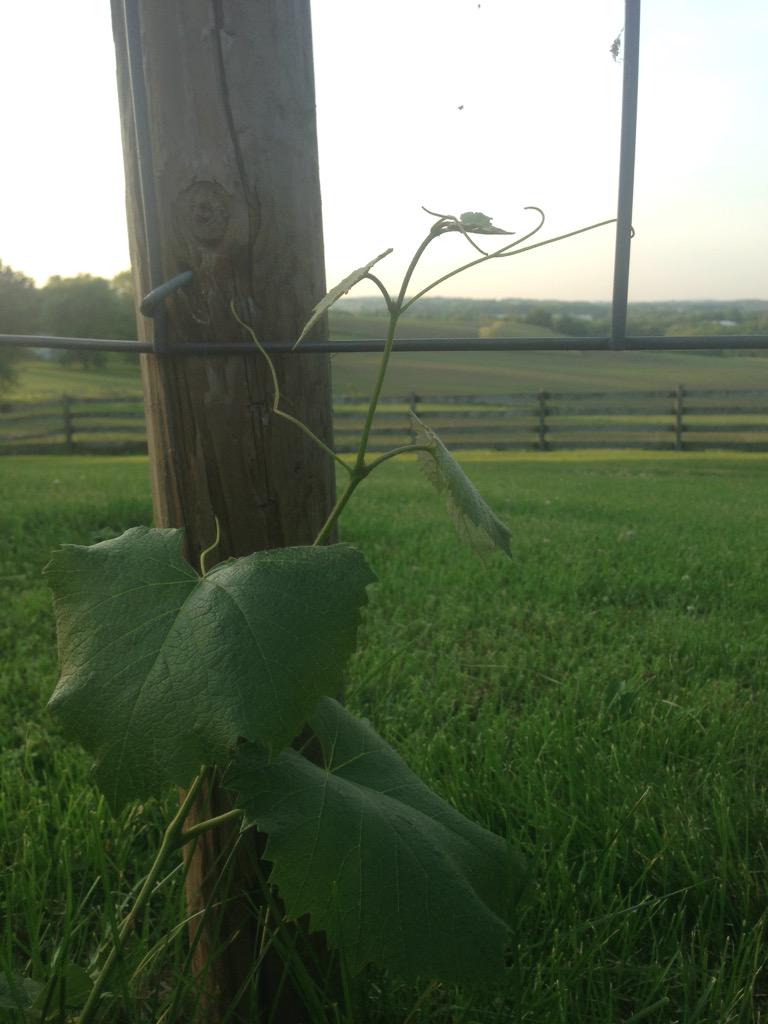 atinkermedia's tweet photo. The Climb is the tough part.... #grapes #possiblemetaphor #somethingaboutwine http://t.co/khXRbHEsPd