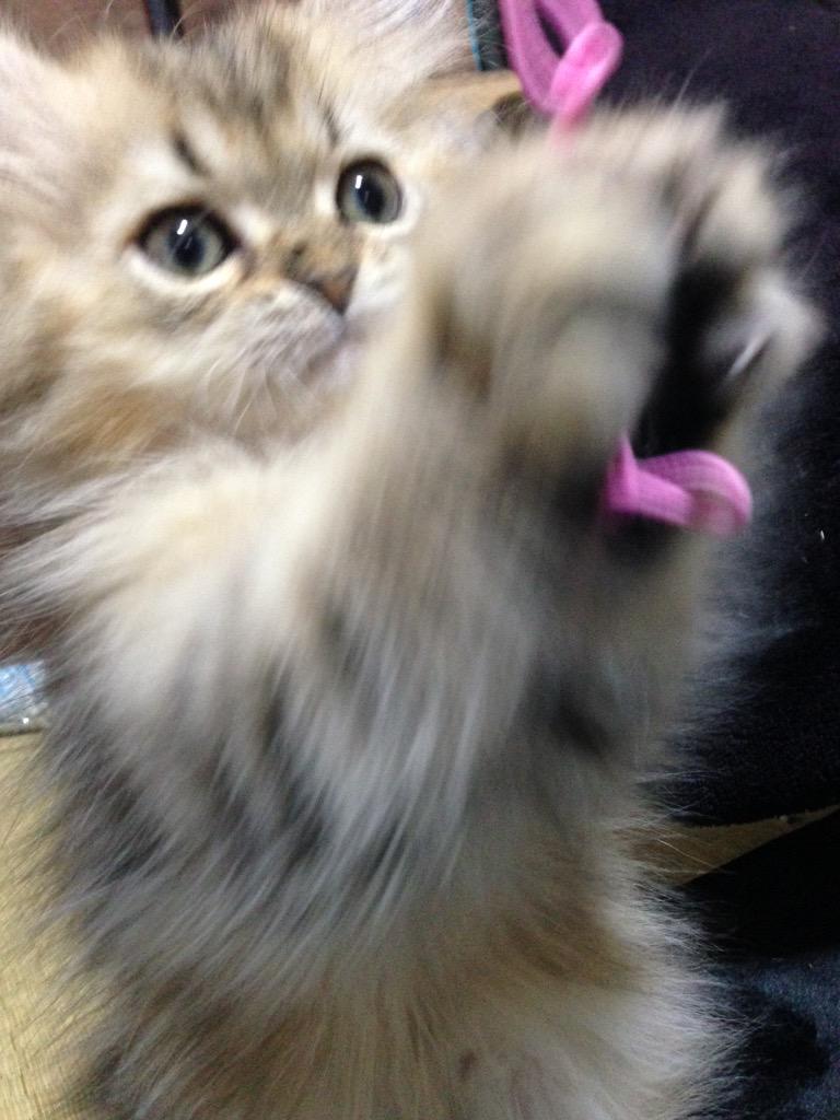 glookichi0524's tweet photo. パシッ
ぐあーーー！！！
今日も元気！！(笑)
#cat #ペルシャ #子猫テロ http://t.co/QcbO3XS0XI