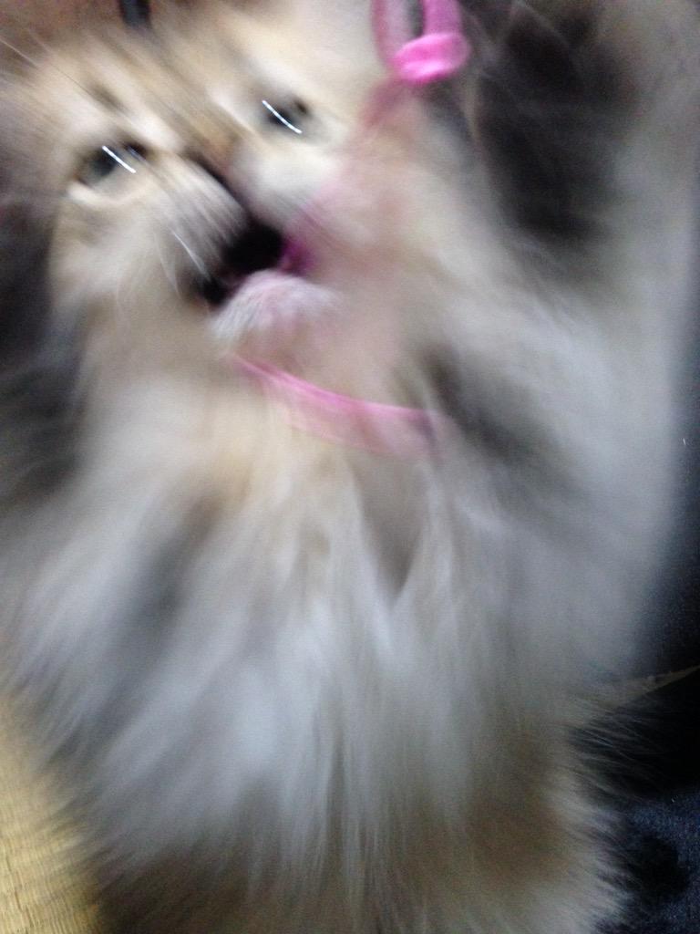 glookichi0524's tweet photo. パシッ
ぐあーーー！！！
今日も元気！！(笑)
#cat #ペルシャ #子猫テロ http://t.co/QcbO3XS0XI