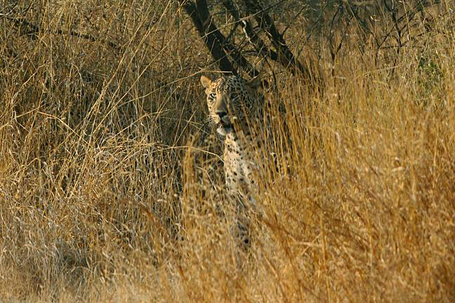 #IndianLeopard #PantheraPardusFusca At #SasanGirNationalPark #Gujarat #India. Photo Bhusanbhai Pandya