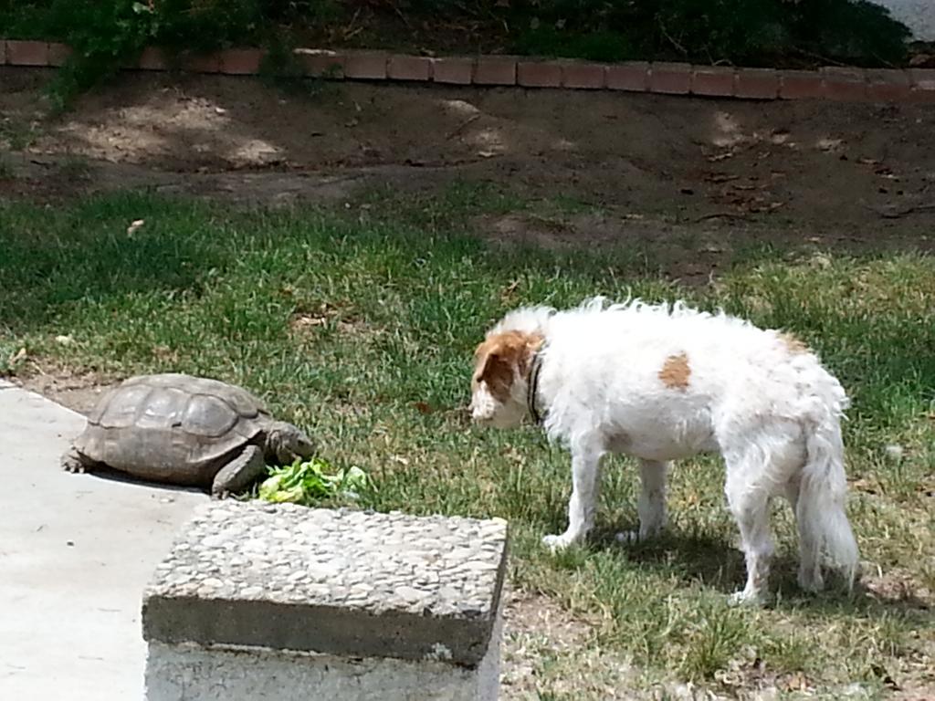 MushKat's tweet photo. @SaintRPh @DennisWalkerJr @DLoesch @ChrisLoesch 50+y.o. Himmer w/Buster. *plays well with others* #GetOneOfEach http://t.co/MxxDvwosCj