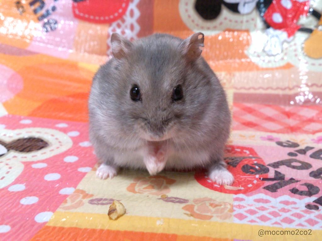 Ham0000113's tweet photo. どすこい！！！ http://t.co/OQ142NBwuL