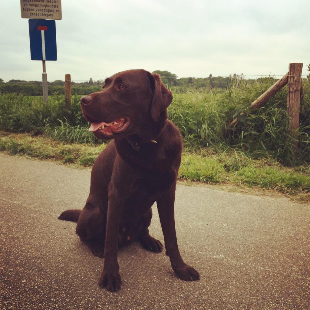 MurielleFridael's tweet photo. #Thursday #EarlyMorningRun #Frodo #Labrador #Loves2Run #NewRecord #TheNetherlands http://t.co/k6x13tZkcP