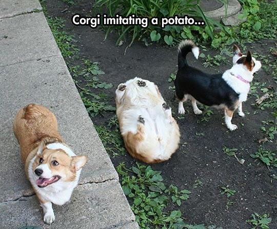 StumblerVideos's tweet photo. Dogs are so majestic http://t.co/qE38petsN5