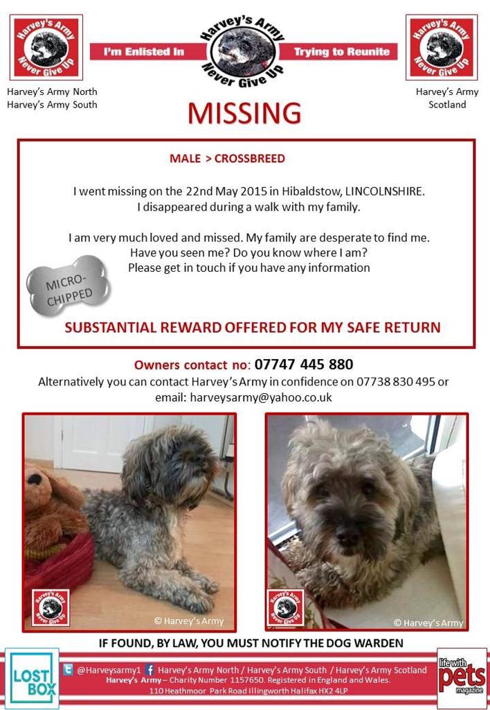 <a href="/MissingPetsGB/">Missing Pets GB</a> HARRY MISSING LINCOLNSHIRE,  SINCE 22nd MAY 2015 #Helpfindharry <a href="/CarliR6/">Carlir</a>. Please RT TY xx