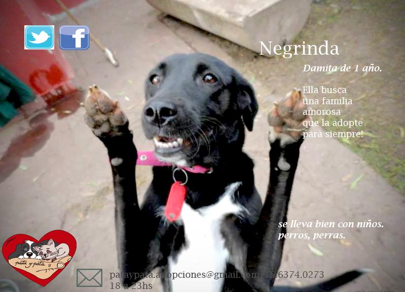 pataypata's tweet photo. Negrinda coqueta  familia que la adopte  @refuasis  @elcampito  @refugioenalerta #adopcion http://t.co/O0LbDEsHiS