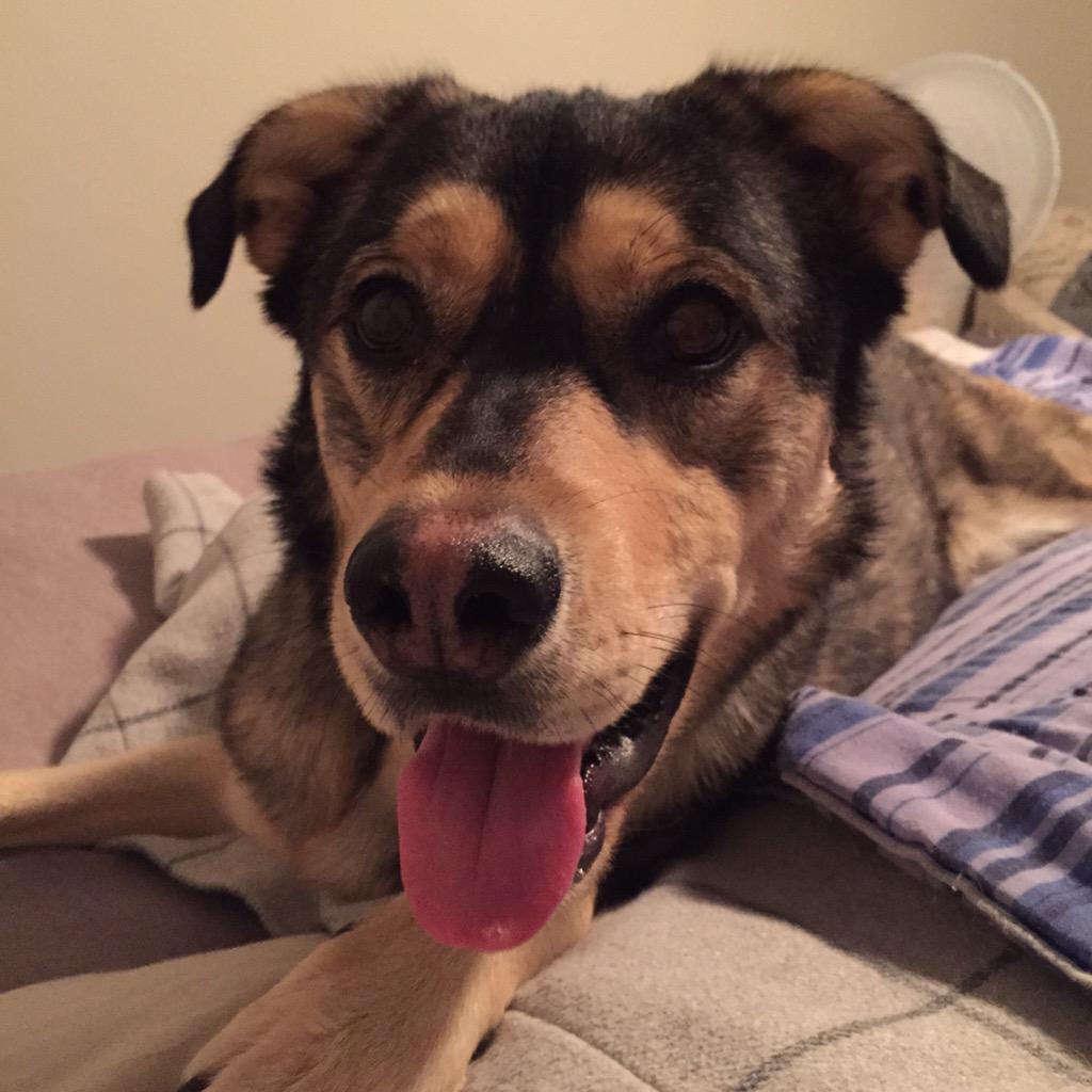 ysanne32's tweet photo. I'm so fluffy! Happy furbaby http://t.co/ZlBZleHuPi