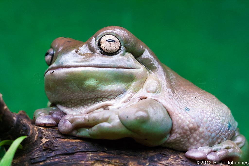 Animals NatGeo tweet media