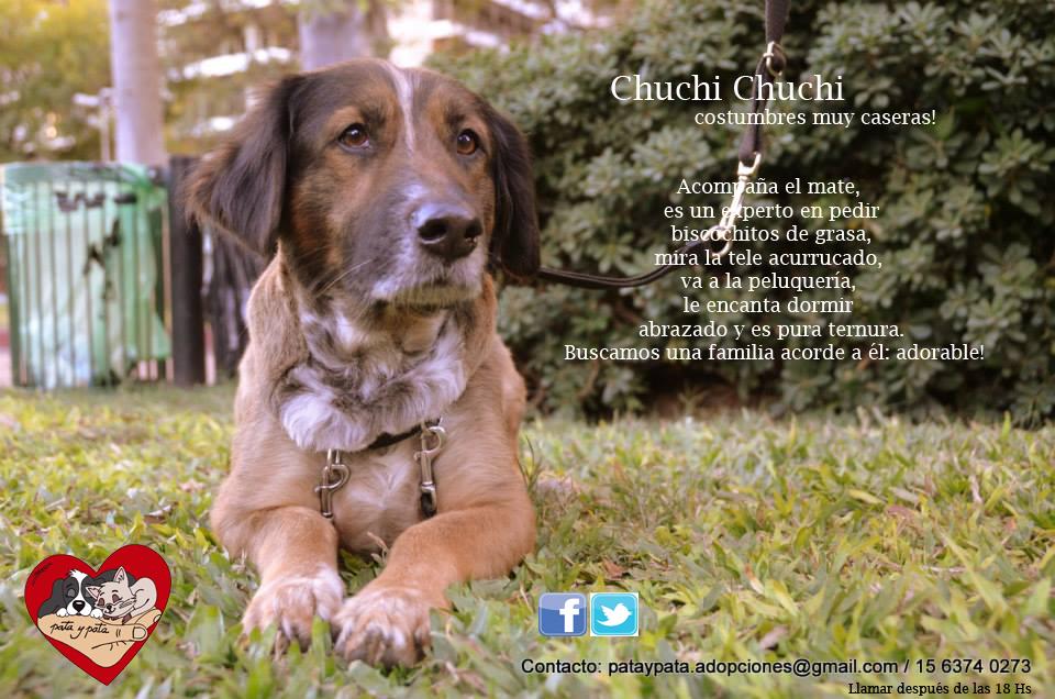 pataypata's tweet photo. Chuchi Costumbres Arg   @refuasis  @elcampito  @refugioenalerta #adopcion Aoptá RT es adorable http://t.co/2UULyFzXnU