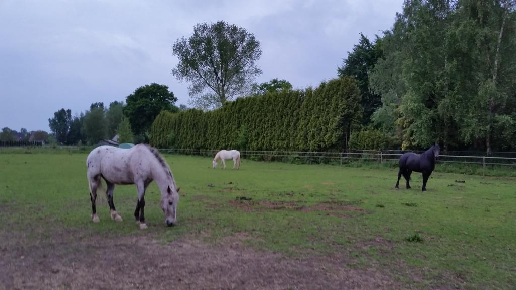 Deze kudde heeft vrij vandaag! Hup de auto in naar België!