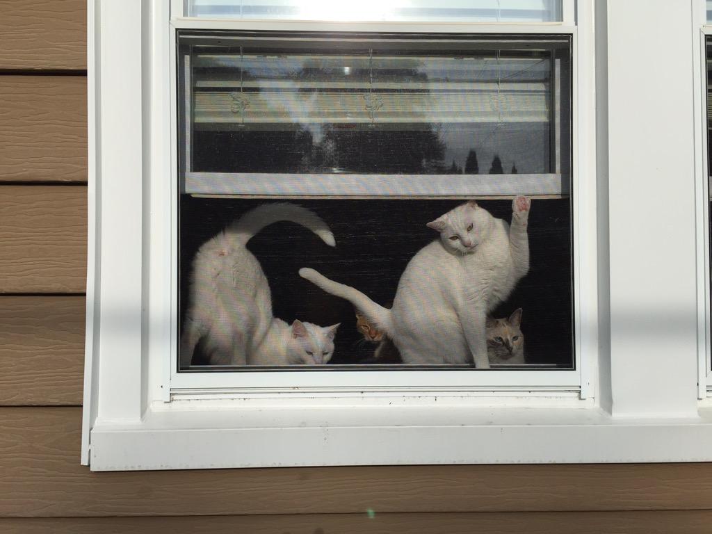 catinwindows tweet picture