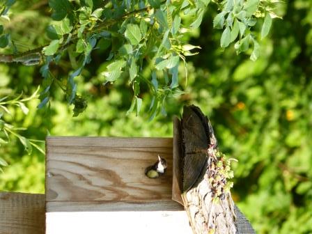 KinderSinGarten's tweet photo. Bei uns im @KinderSinGarten sind neue Gäste eingezogen.
http://t.co/BSq5YBf9YV http://t.co/hWXLXaK6qU