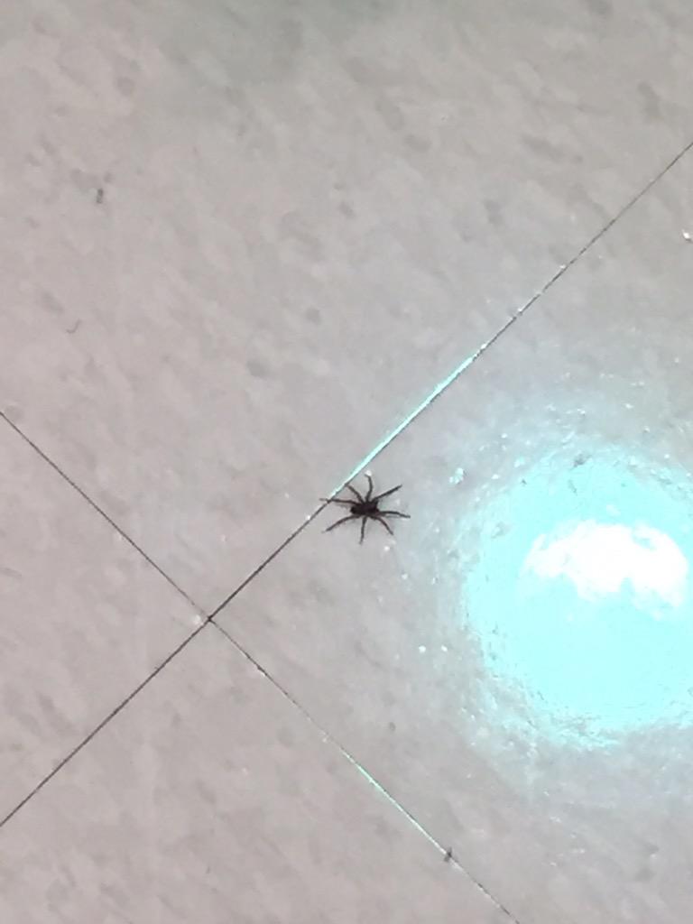 First a fly by the deli, now a spider by the registers. I'm concerned about #MyHarrisTeeter this week. @HarrisTeeter