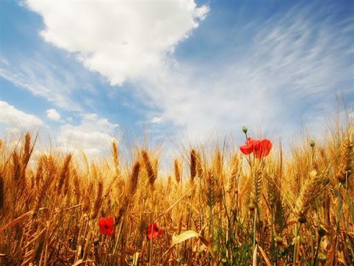 “en año bueno, el grano es heno; y en año malo, la paja es grano"
Buen día
#AgriculturaYCaza #BuenasPrácticasAgrarias