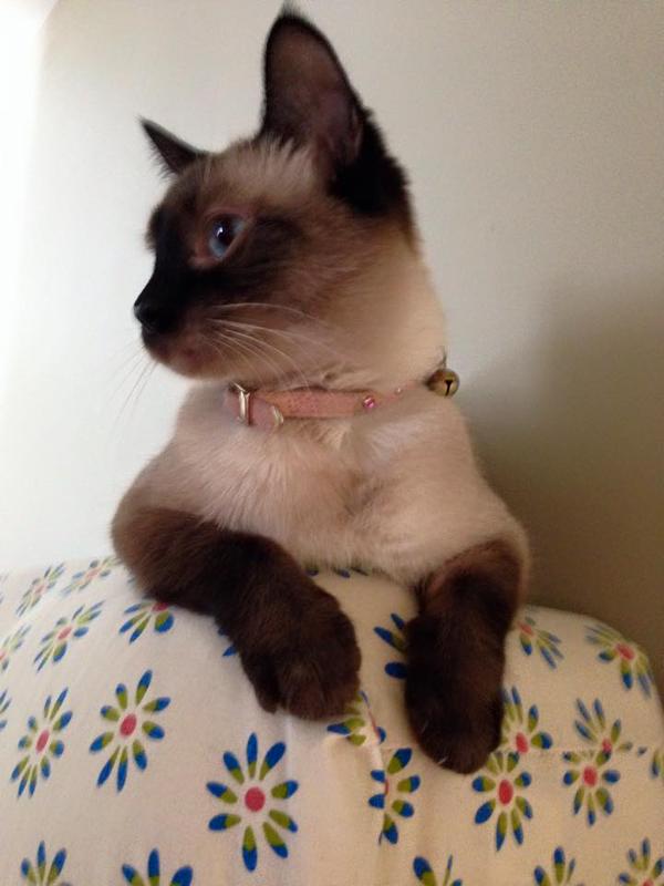 SoCuteKittens's tweet photo. "Marshmallow." --- Karen http://t.co/eeVI1N1ucL