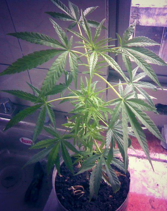 AlissonGuisel's tweet image. 