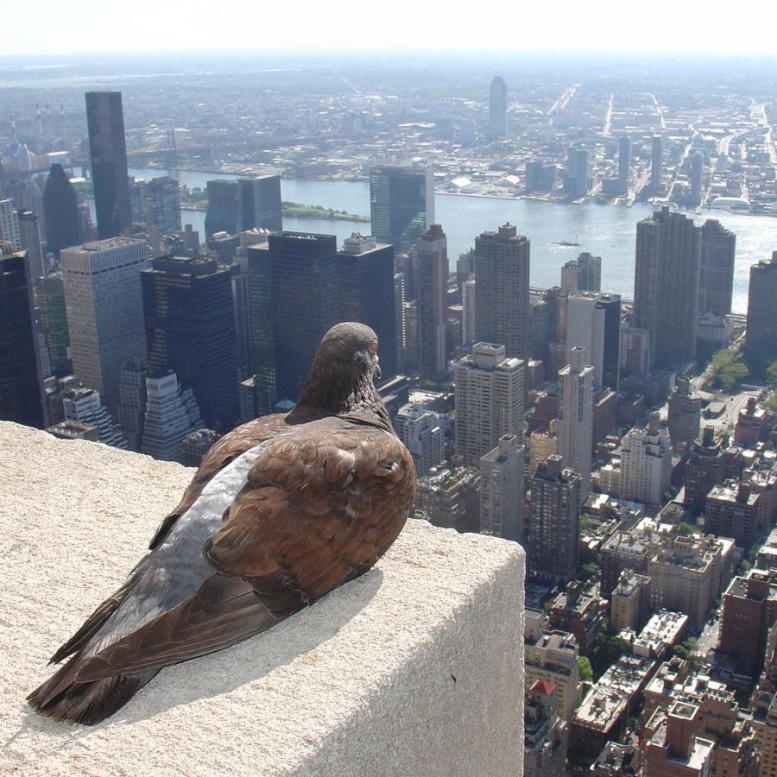 therealjarrellr's tweet photo. wow here's a bird's eye view of the city im over isn't it beautiful http://t.co/QJEuCqIU34