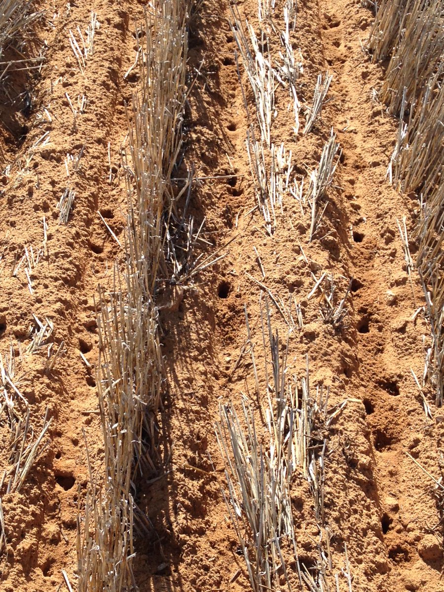 Cropsmart's tweet image. Keep your eyes open for mice! This photo from Pinnaroo  a couple weeks ago! #plant15 #pinnaroo #MICE #miceeverywhere