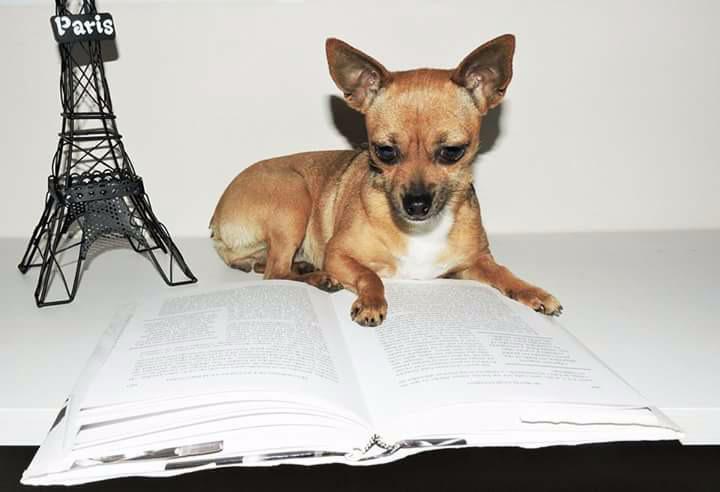 LolesMg's tweet photo. @BDJaviYMar aquí os dejo a Mika de tres años aprendiendo a leer 😂😂😂🐾🐾 #loschuchosdeJaviyMar http://t.co/fTEikyoRG0