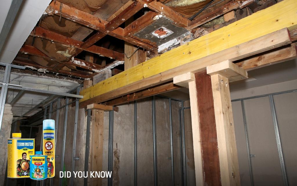 #DidYouKnow A single colony of Formosan #termites can eat the whole structure of your #house within two years. http://t.co/fqRmTWOnsh