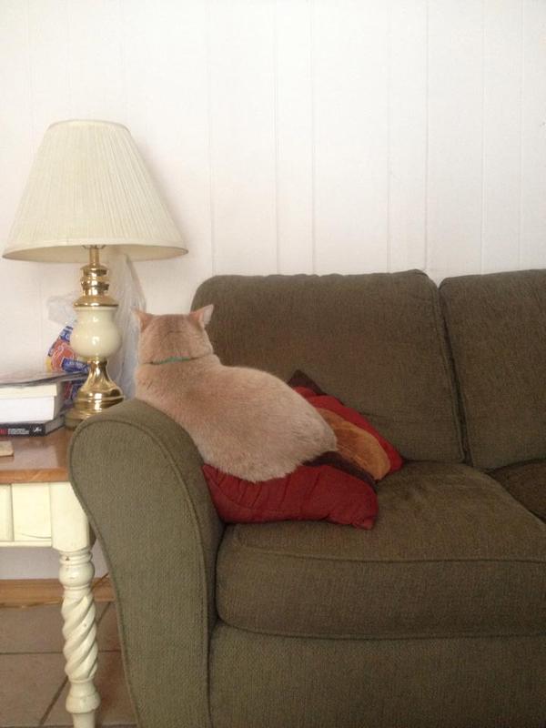 SoCuteKittens's tweet photo. When you and your cat are fighting. http://t.co/C4hwV3MkTp