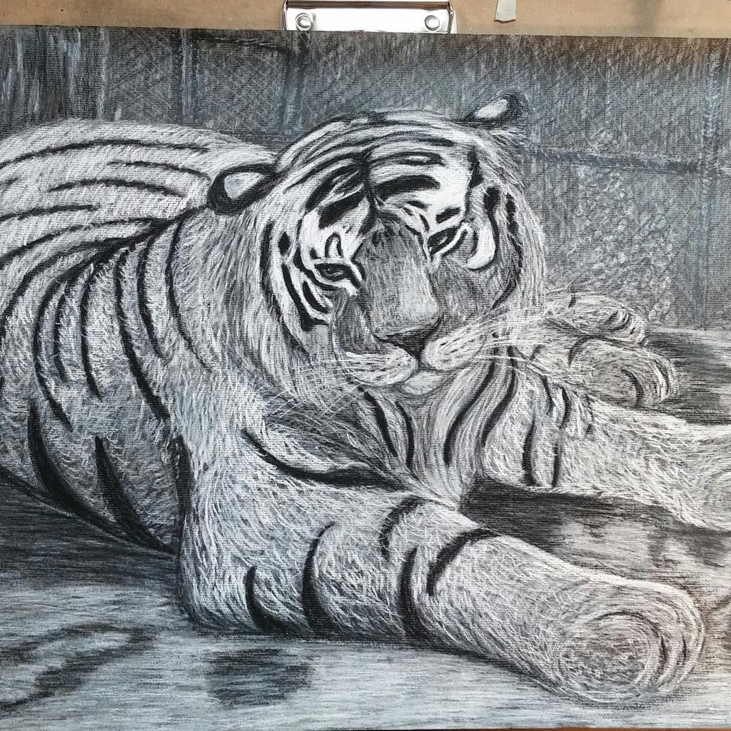 OneRepublic17's tweet image. My drawing I sent in for my schools art show.. And got accepted! No filter. #GazingTiger #pastel #charcoal #drawing