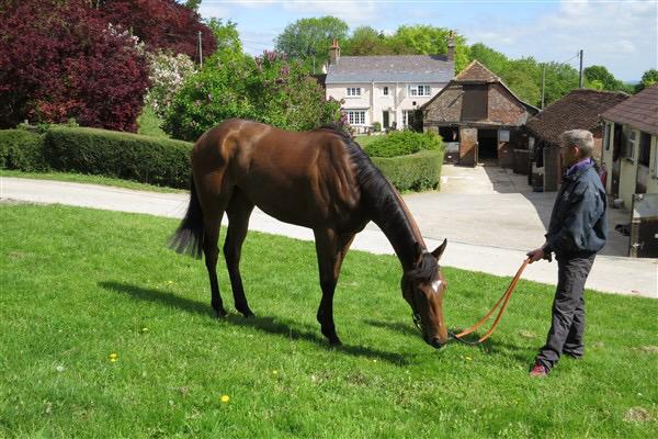 ExcelRacing1's tweet photo. CUSTODIAL has come out of her race really well, In what was a rough race we are really pleased with her debut run! http://t.co/eNQdbFUksy
