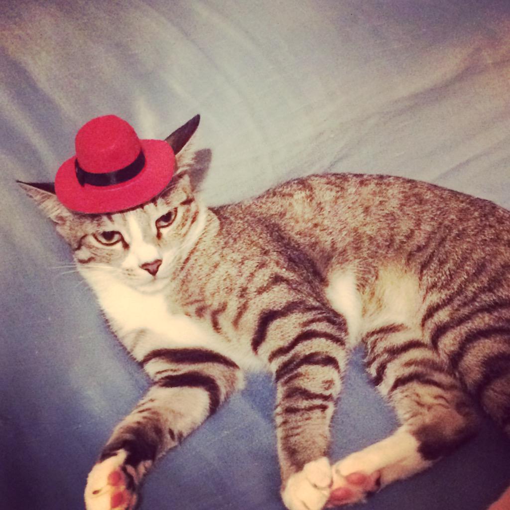 satarupaseal's tweet photo. Just an adorable picture of Dobby to help you with your day. You're welcome. #catlady #pets #cats #love #RedHat http://t.co/SNpGrA2pS1
