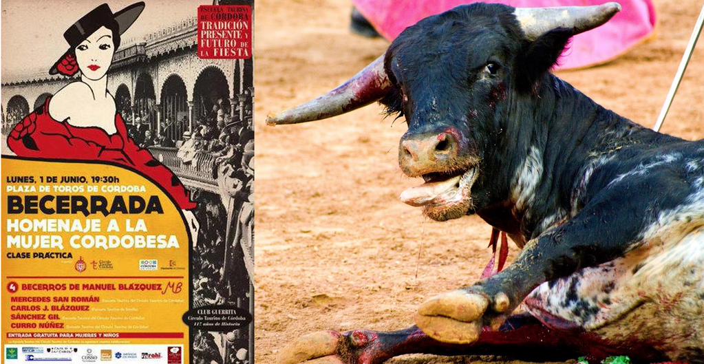 JaimePC68's tweet photo. Que @dipucordoba paralice este macabro homenaje a la mujer. ¿Colaboráis, @Marwanmusica @animalistasIU @PodemosAniMad? http://t.co/CZtGyVaE6Z