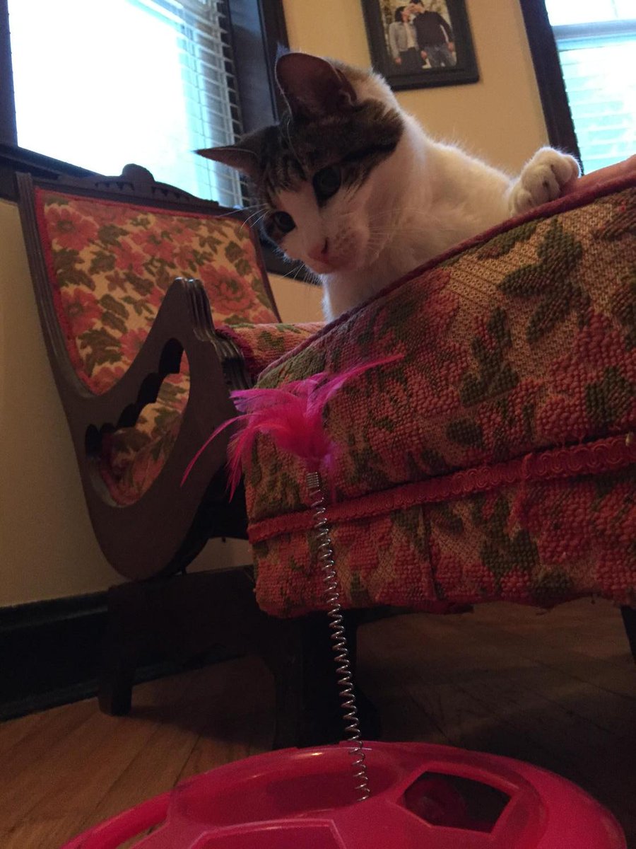 MySlowMoCat's tweet photo. Emily says, "WHAT IS THAT THING!?!" #cats #catsoftwitter #fluffyfursday #intruderalert #watchkitty http://t.co/o2cKCkEzMq