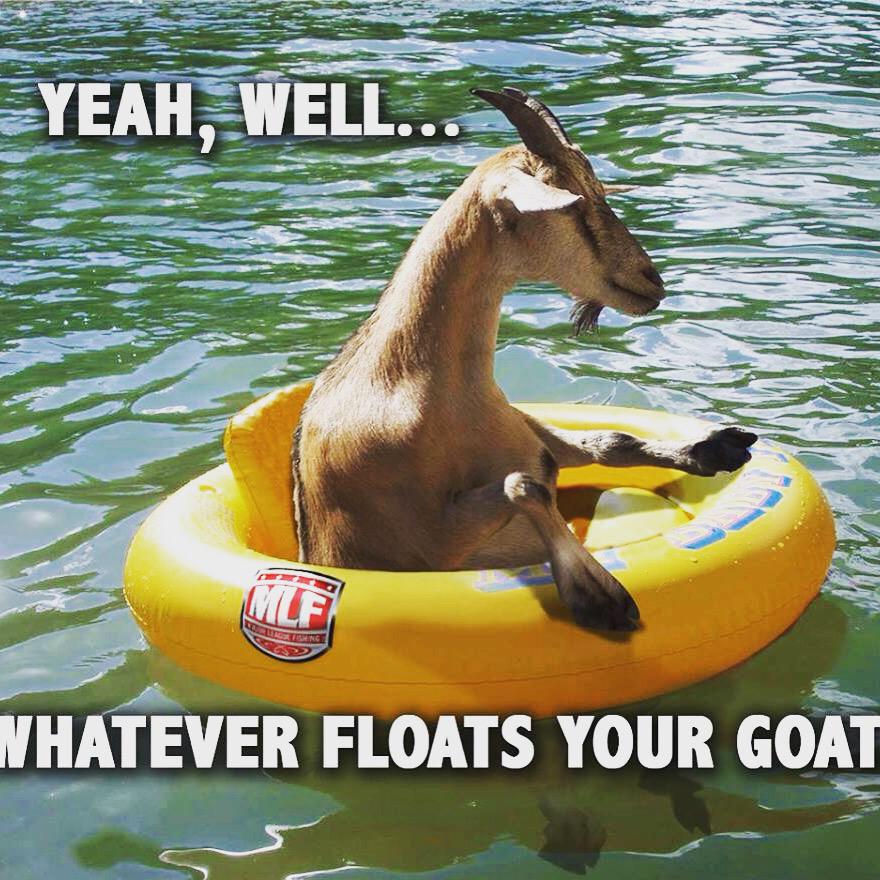 Britt0810's tweet photo. #goat #floatinggoat http://t.co/2EdFIIsQLk